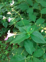 Impatiens balfourii