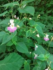 Impatiens balfourii