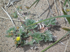 Potentilla pulchella