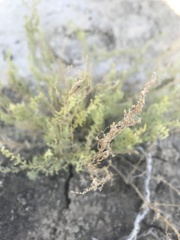Neokochia americana