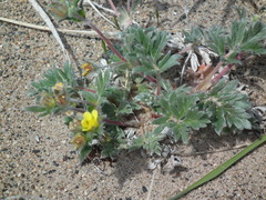 Potentilla pulchella
