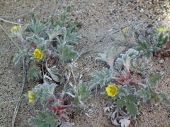 Potentilla pulchella