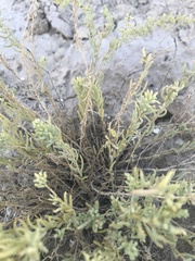 Neokochia americana