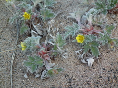 Potentilla pulchella