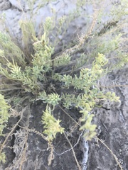 Neokochia americana