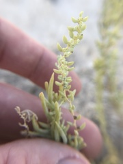 Neokochia americana
