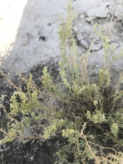 Neokochia americana