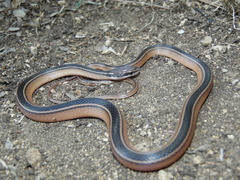 Coniophanes schmidti