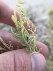 Neokochia americana