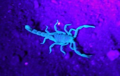 Paravaejovis spinigerus