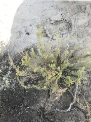 Neokochia americana