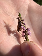 Entomophaga grylli