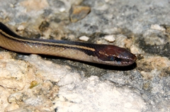 Coniophanes schmidti