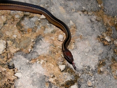 Coniophanes schmidti