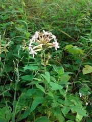 Saponaria officinalis