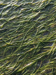 Zostera japonica