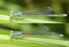 Ischnura pumilio