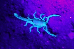 Paravaejovis spinigerus