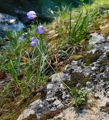 Campanula cespitosa