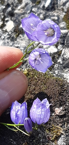 Image of Campanula cespitosa by (c) Martin Scheuch, some rights reserved (CC BY)