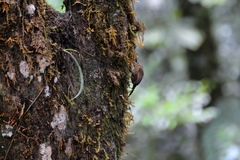 Premnoplex brunnescens