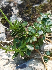 Campanula cespitosa