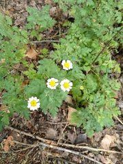 Tanacetum corymbosum