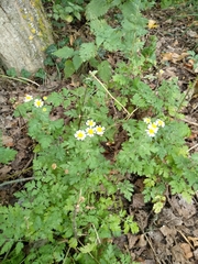 Tanacetum corymbosum