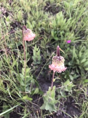 Brickellia monocephala