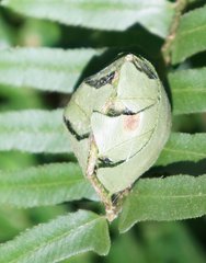 Herpetogramma aeglealis