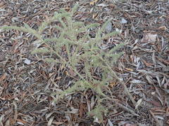 Echium italicum