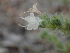 Echium italicum