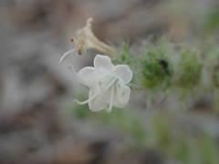 Echium italicum