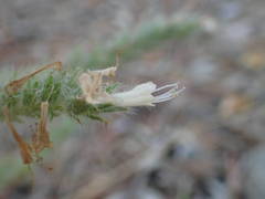 Echium italicum