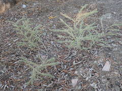 Echium italicum