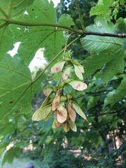 Acer pseudoplatanus