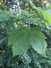 Acer pseudoplatanus