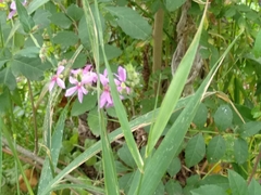 Lythrum salicaria