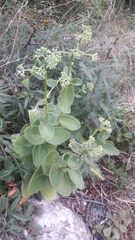 Hylotelephium caucasicum