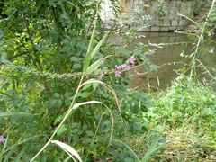 Lythrum salicaria