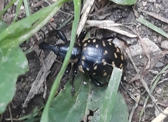 Liparus glabrirostris