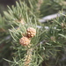 Pinus monophylla californiarum - Photo Joshua Tree National Park, δεν υπάρχουν γνωστοί περιορισμοί πνευματικών δικαιωμάτων (Κοινό Κτήμα)