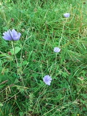 Cichorium intybus