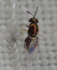 Chalcidoidea