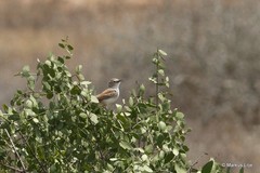 Certhilauda subcoronata