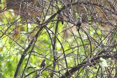 Glaucestrilda thomensis