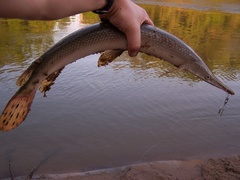 Lepisosteus platostomus