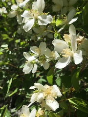 Philadelphus lewisii
