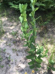 Asclepias obovata