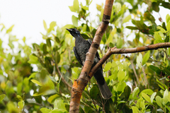 Gymnoderus foetidus